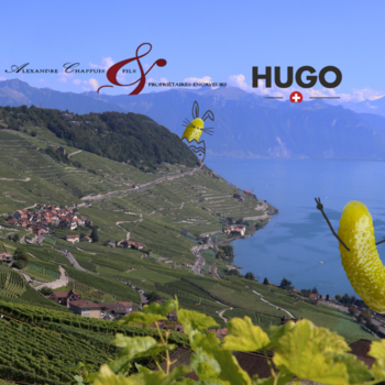 CHASSE AUX ŒUFS DE PÂQUES - HUGO X DOMAINE ALEXANDRE CHAPPUIS ET FILS